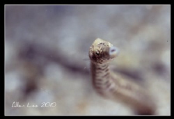 Long-snout pipefish.Nikon F100,105mm,f5.6.1/60,RVP100. by Allen Lee 
